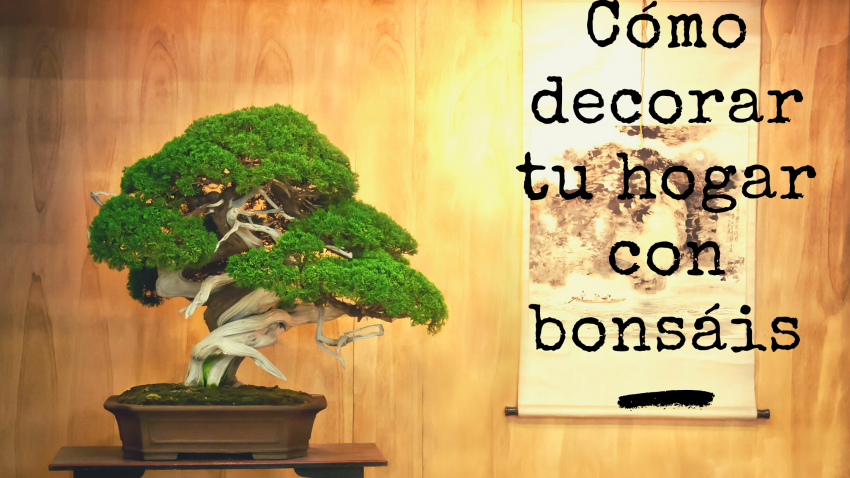 Cómo decorar tu hogar con bonsáis